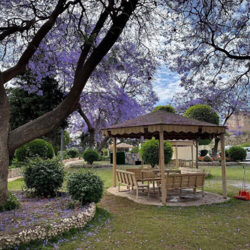 ربيعها بنفسج