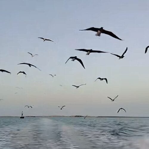رحلة لجزيرة النورس